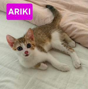 Adopter Arkiki adoptable en duo ou seul si déj