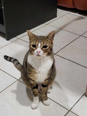 Adopter Armine