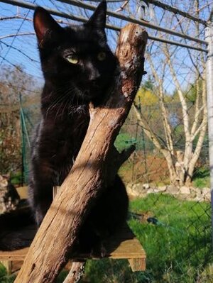 Adopter Arnold