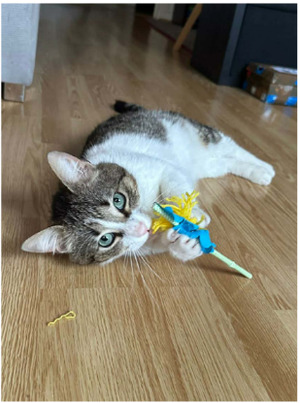 Adopter Arold