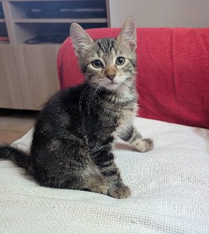 Adopter Arthur