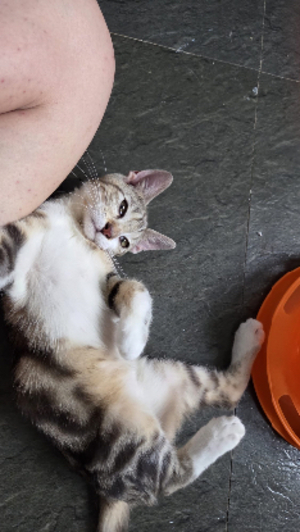 Adopter Arthus