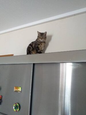 Adopter Artiste et aria