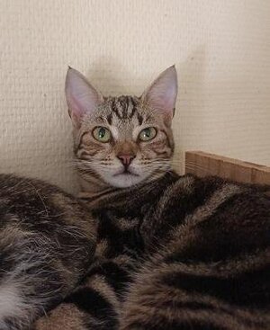 Adopter Arwen