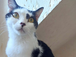 Adopter Aryna