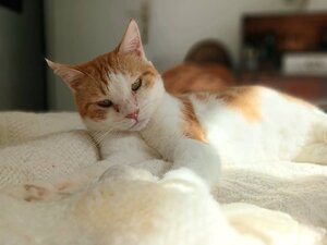 Adopter Ascott