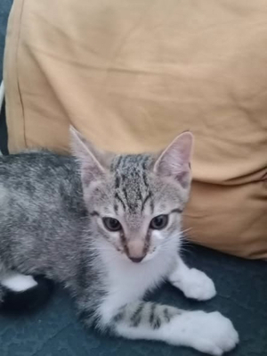 Adopter Aska