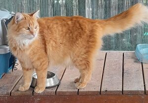 Adopter Aslan