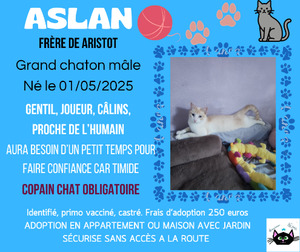 Adopter Aslan