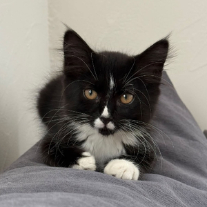 Adopter Asma
