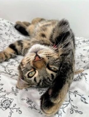 Adopter Asmar