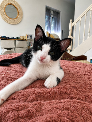 Adopter Asmar