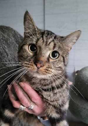 Adopter Astro