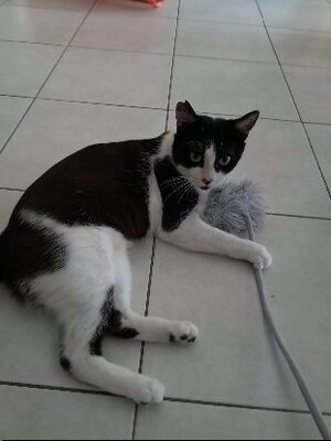 Adopter Astro