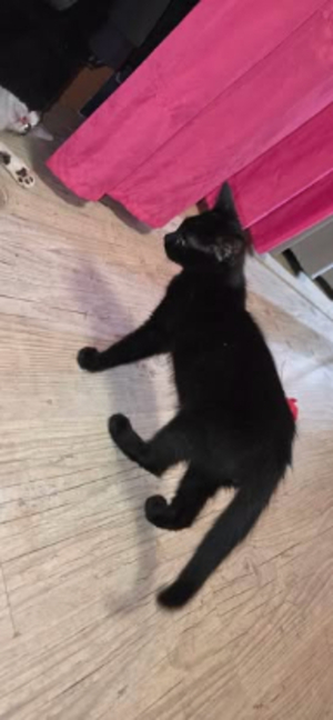 Adopter Astro