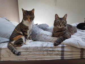 Adopter Asven & lyra