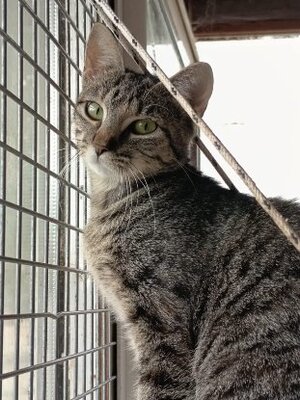 Adopter Athéna
