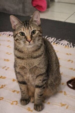Adopter Athéna
