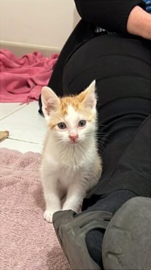 Adopter Athena