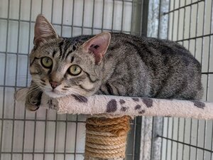 Adopter Athos