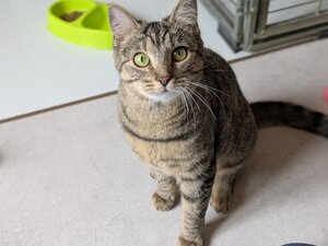 Adopter Atika