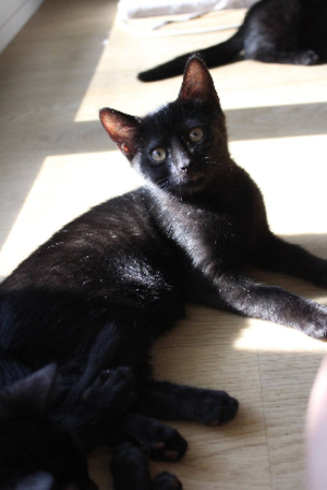 Adopter Atlas
