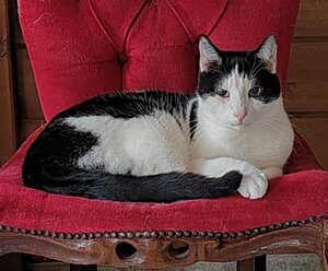 Adopter Augustin