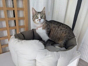 Adopter Avril