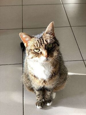 Adopter Aya