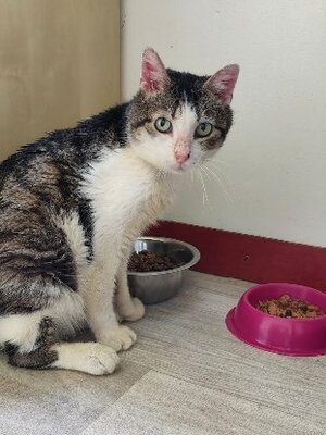 Adopter Ayouto