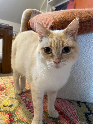 Adopter Azalée