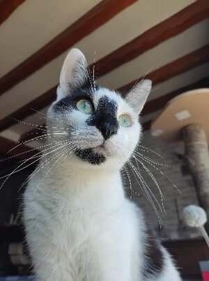 Adopter Azrael