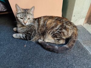 Adopter Babette