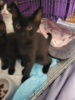 Adopter Baggy