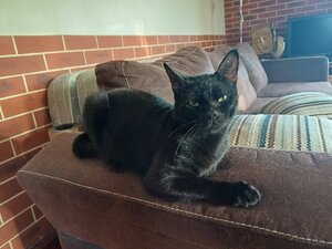 Adopter Bagheera