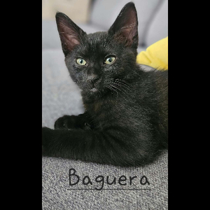 Adopter Baguera
