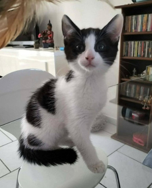 Adopter Bahia
