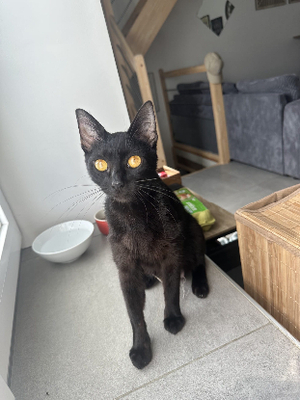 Adopter Bahia