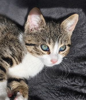Adopter Baïa