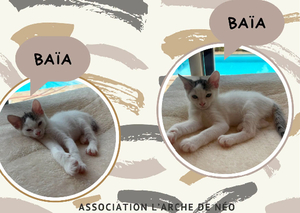 Adopter Baïa