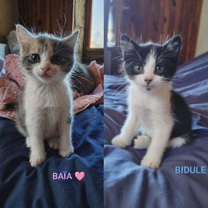 Adopter Baia et bidule