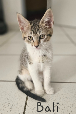 Adopter Bali