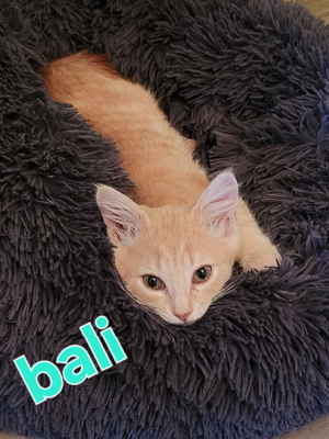 Adopter Bali