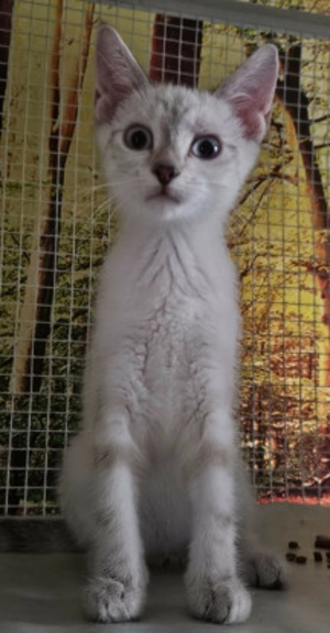 Adopter Bali