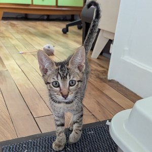 Adopter Balignon
