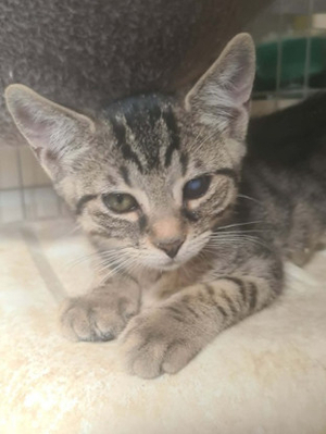 Adopter Baloo