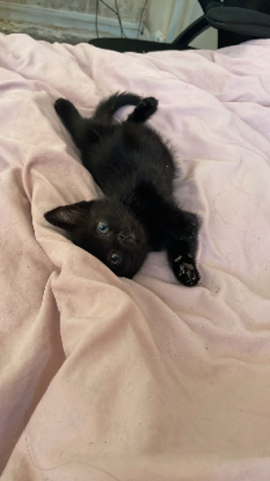 Adopter Baloo