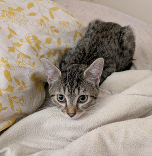 Adopter Baly