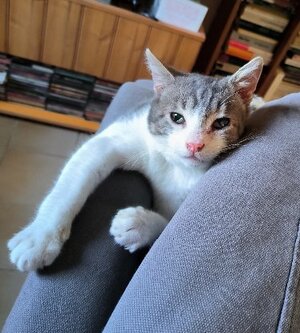 Adopter Balzac