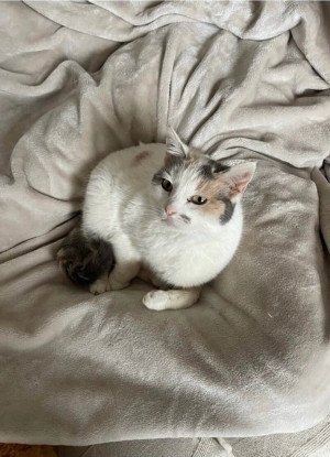 Adopter Bambi